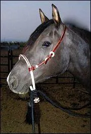 Quel est le nom de cette bride?