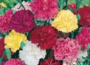 Quiz Les fleurs
