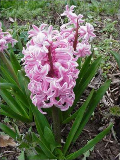 Quelle est cette fleur ?