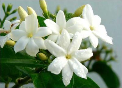 Quelle est cette fleur ?