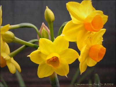 Quelle est cette fleur ?