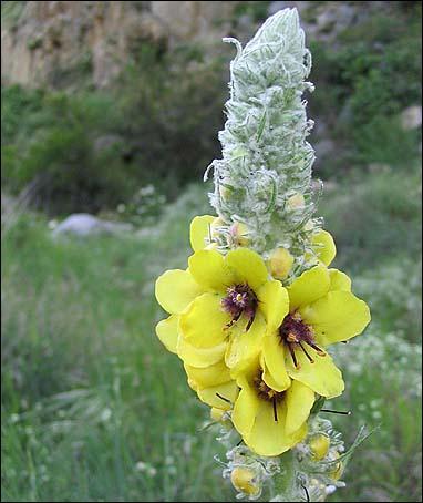 Quelle est cette fleur ?