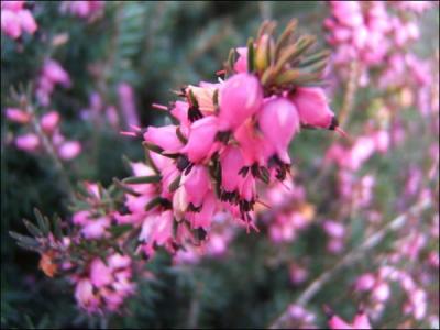 Quelle est cette fleur ?