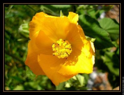 Quelle est cette fleur ?