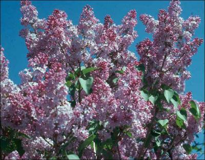 Quelle est cette fleur ?