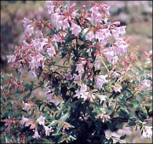 Quelle est cette fleur ?