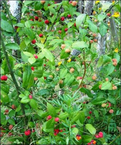 Quelle est cette fleur ?