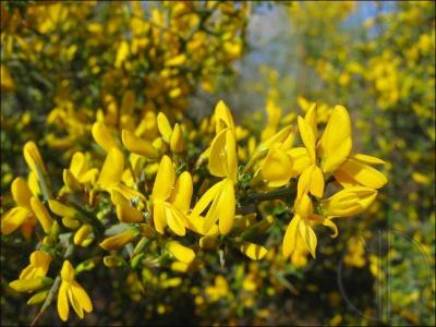 Quelle est cette fleur ?