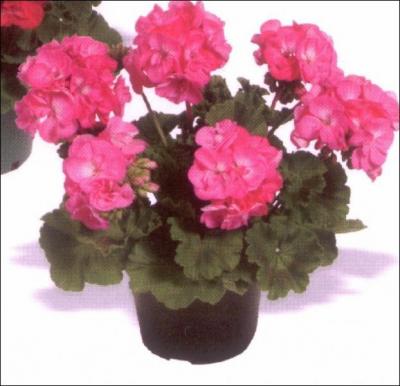 Quelle est cette fleur ?