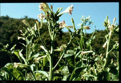 Quelle est cette fleur ?