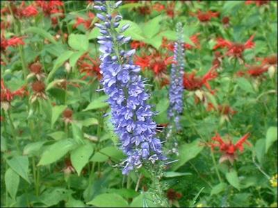 Quelle est cette fleur ?