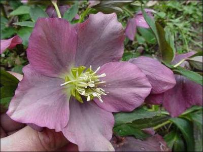 Quelle est cette fleur ?