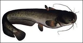 Quel est ce poisson ?