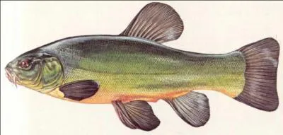 Quel est ce poisson ?