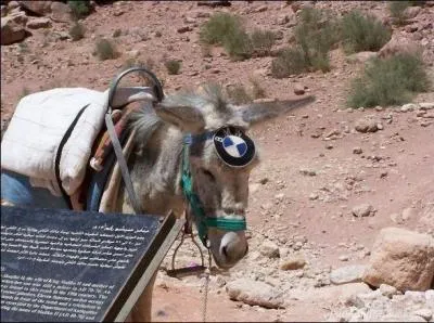 Comment dit-on  l'ne  en espagnol ?