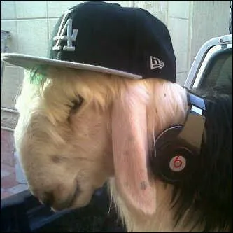 Comment traduit-on  le mouton  en Espagne ?