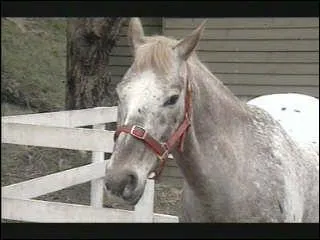 Comment s'appelle le plus vieux cheval du club ?