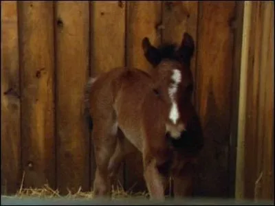 Comment s'appelle le poulain de Dlilah ?