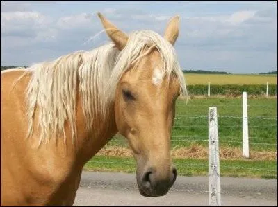 Comment s'appelle le cheval de Max ?