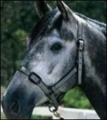 Quel est le cheval de Dorothe ?