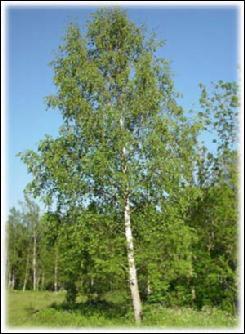 Quel est cet arbre ?