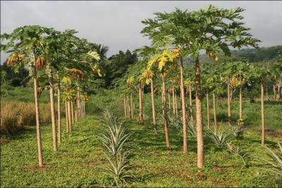Quel est cet arbre ?