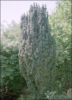Quel est cet arbre ?