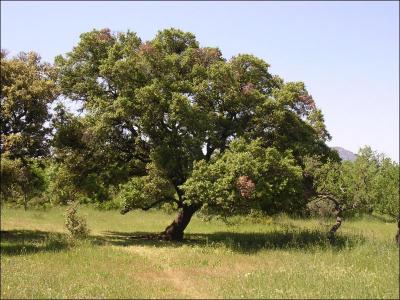 Quel est cet arbre ?