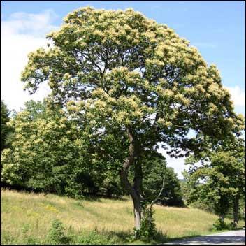 Quel est cet arbre ?