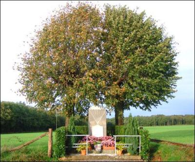 Quel est cet arbre ?