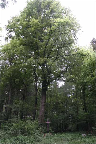 Quel est cet arbre ?