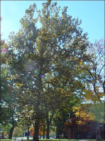 Quel est cet arbre ?