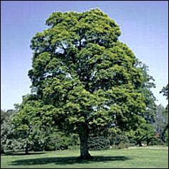 Quel est cet arbre ?