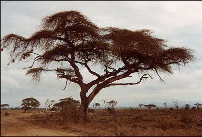 Quel est cet arbre ?