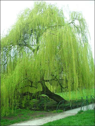Quel est cet arbre ?