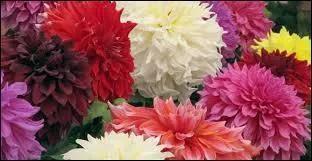 Quelle est la couleur du Dahlia pour Jammes Ellroy ?