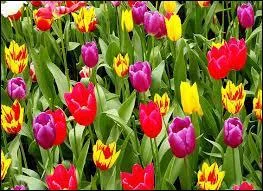 Comment est la tulipe pour Christian Jacque ?