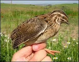 Ceci est une poule :