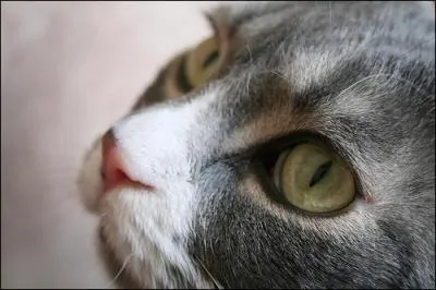 Comment les problmes avec son frre se rsolvent-ils ?