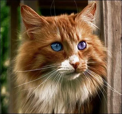 Quel est son secret ?