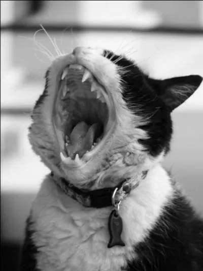 Avant, elle tait guerrire. Mais quel tait son nom d'apprentie ?