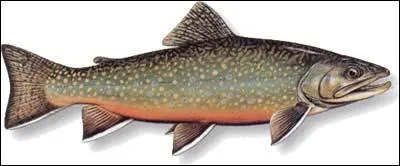 Quel est ce poisson ?