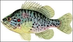 Quel est ce poisson ?