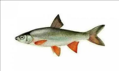 Quel est ce poisson ?