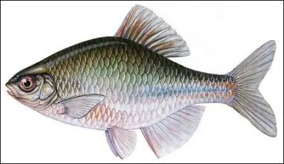 Quel est ce poisson ?