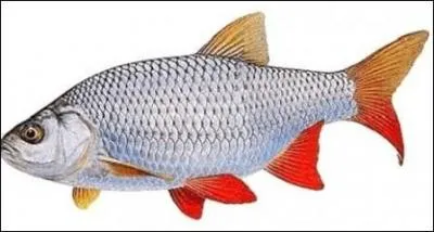 Quel est ce poisson ?