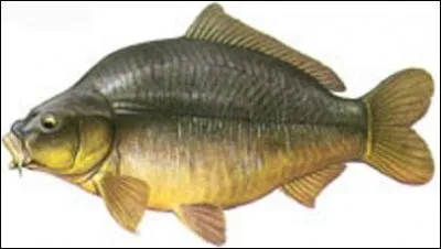 Quel est ce poisson ?