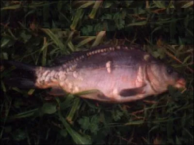 Quel est ce poisson ?