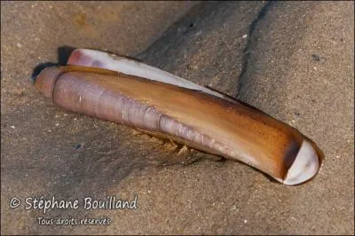 Le couteau est-il comestible ?