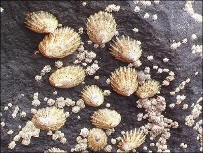 Aussi appel  bernicle , ce coquillage en forme de chapeau pointu appliqu contre les rochers, est :